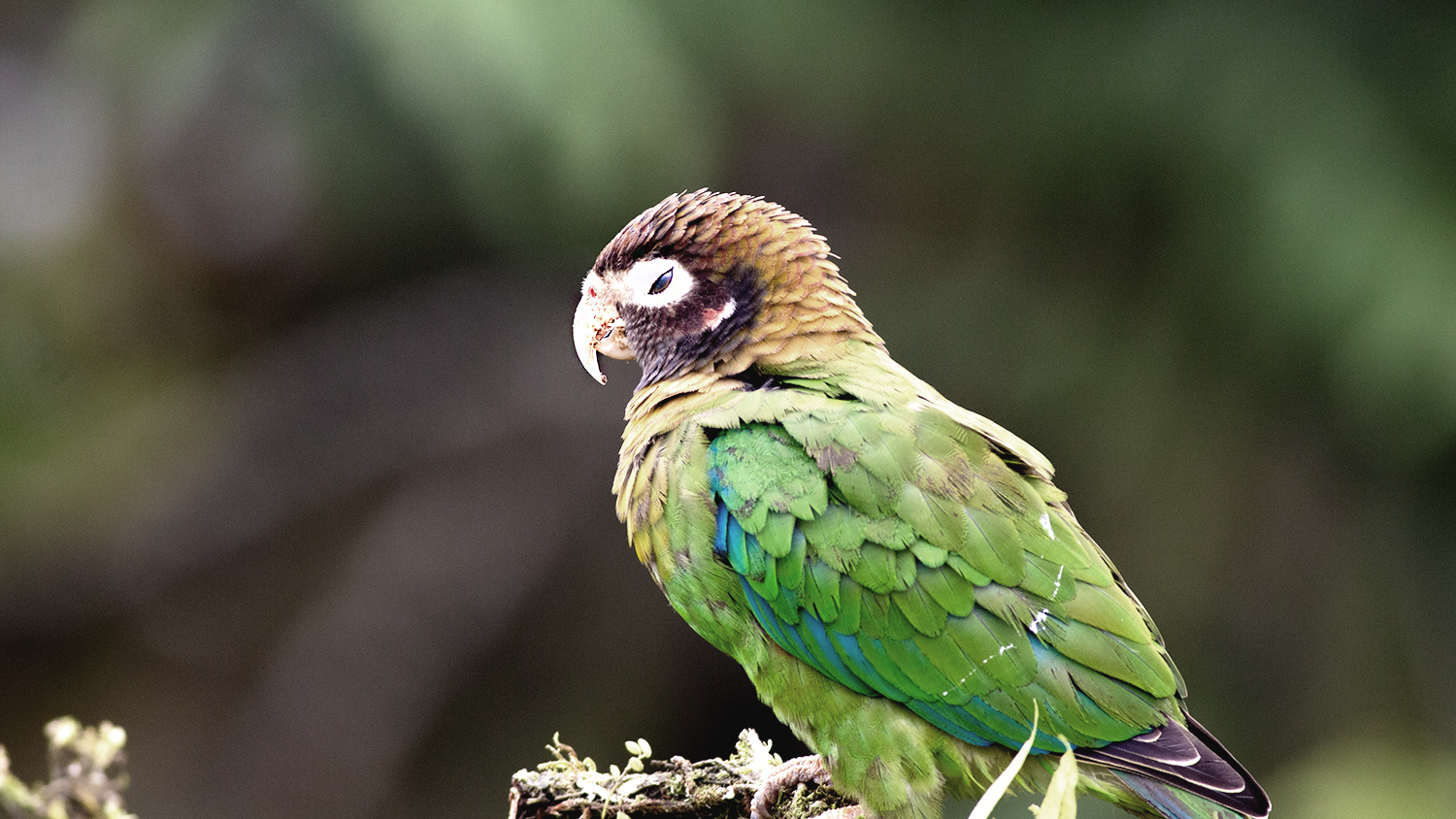 Brown-hooded Parrot
